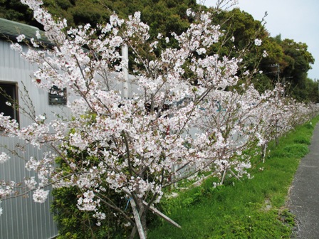 大谷建築の桜